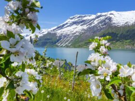 Lente in Noorwegen: Ontdek de beste activiteiten