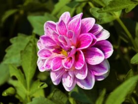 Een gids voor het succesvol kweken van dahlia's