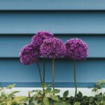 Verrijk uw tuin: De aantrekkingskracht en voordelen van het planten van Allium