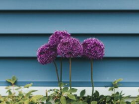 Verrijk uw tuin: De aantrekkingskracht en voordelen van het planten van Allium