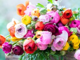 Veelzijdige voorjaarsbloeier: Boterbloem