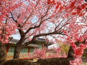 Lente in Zuid-Korea: bloesems kleuren Seoul, Busan en Jeju