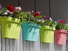 Een paradijs voor bijen en vlinders: tips voor een insectvriendelijk balkon